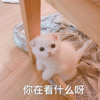 你在看什么 猫 可爱 呆萌