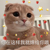 萌宠 猫星人 你再这样我就嫁给你哦 一脸正义 呆萌 可爱