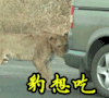 宝想吃 豹子