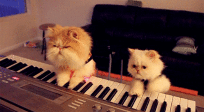 猫咪 宠物 弹琴 可爱
