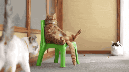 猫咪坐在凳子上晒太阳享受gif动图_动态图_表情包下载_soogif