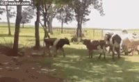 山羊 牛 怼 goat