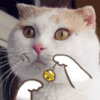 猫咪 动漫 摇铃铛 可爱