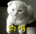萌宠 约吗