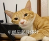 萌宠 猫星人 早睡早起身体好 心态好 搞怪 呆萌