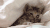 猫咪 瞌睡 懒散 可爱