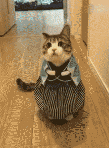 猫 萌宠 穿裙子 搞笑