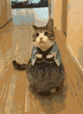 猫 萌宠 穿裙子 搞笑