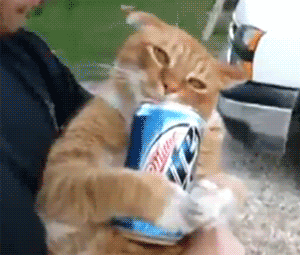 猫咪 可爱 搞笑 雷人 啤酒 呕吐