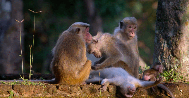 动物 挠痒 猴子 纪录片