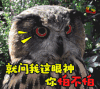 soogif soogif出品 萌宠 猫头鹰 就问我这眼神你怕不怕 凶 严肃