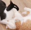 萌宠 猫星人 莫挨老子 走开 呆萌 可爱
