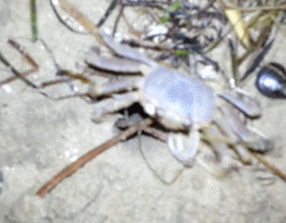 螃蟹 crab 钻洞 动物