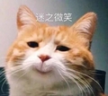 猫咪 迷之微笑 喵星人 可爱