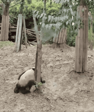 熊猫 从树上掉下来 摔死我了 搞笑