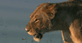 凶猛 动物 巡视 掠食动物战场 狮子 纪录片