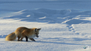 我是一只小狐狸我住在森林里 跳跃 雪 玩耍 开心