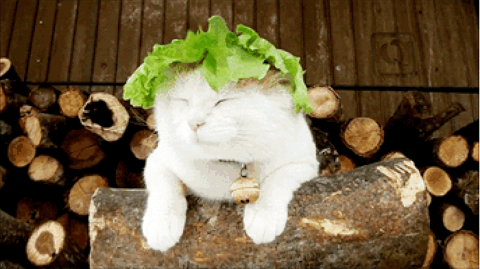 猫咪 白色 菜叶 搞笑