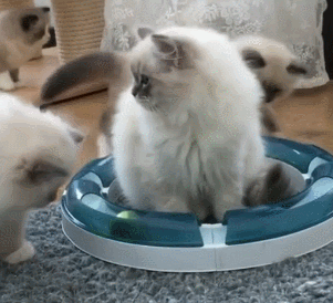 猫咪 玩耍 毯子 白毛