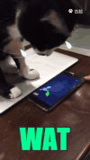 可爱 猫  萌 玩耍