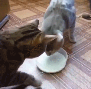 猫咪 喝牛奶 争抢 透明小盆