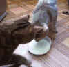 猫咪 喝牛奶 争抢 透明小盆