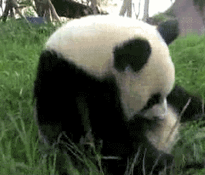 萌宠 熊猫 可爱 我滚