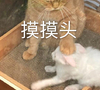 萌宠 猫星人 摸摸头 搞怪 逗