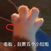 萌宠 猫星人 我要五个小姐姐 猫爪 呆萌 可爱