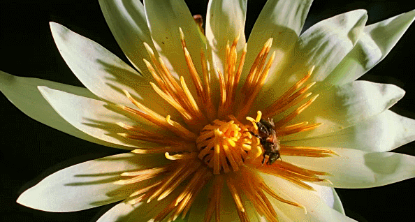 植物 蜜蜂 觅食