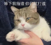 萌宠 猫星人 等下我指谁 你们就打谁 呆萌 可爱