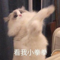 萌宠 猫星人 看我小拳拳 生气 呆萌 可爱