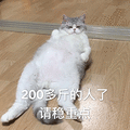 萌宠 猫咪 猫 喵星人 22多斤的人了 请稳重点 搞怪