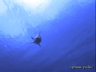 海洋   海豚 自由  ocean nature