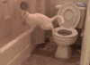 喵星人 搞笑 萌宠 猫 猫咪