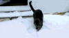 喵星人 搞笑 猫咪 萌宠 猫