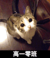 高一零班 猫咪 眼神 观察