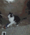 猫咪 抓挠 塑料膜 soogif