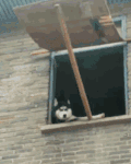 狗狗 坐着 可爱  窗户