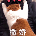 撒娇 猫