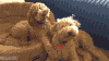 贵宾犬 poodle 卖萌 宠物