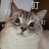 萌宠 猫星人 盯盯盯 期待 搞怪 呆萌