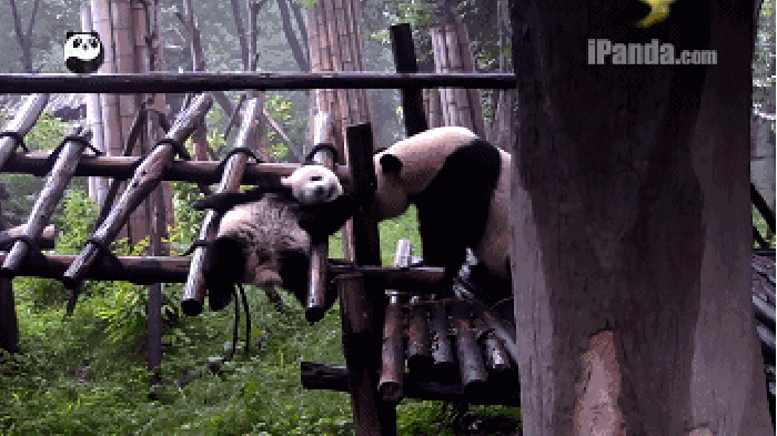 萌宠 大熊猫 玩耍 掉下去