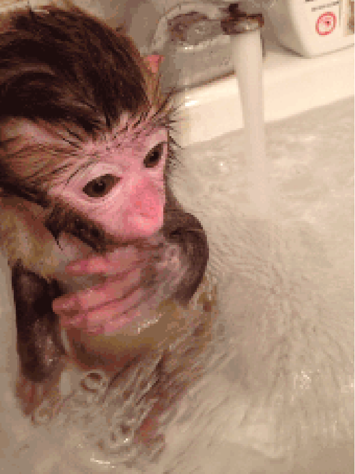 猴子 洗澡 可爱 呆萌