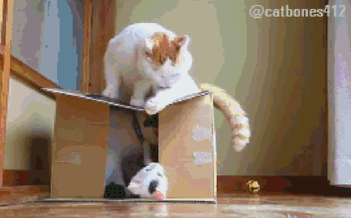 猫咪 纸箱 可爱 玩耍