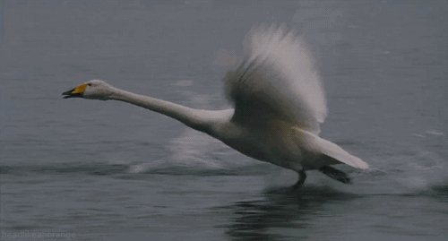 大白鹅 水面 水花 奔跑