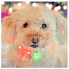 贵宾犬 poodle bringbring 闪