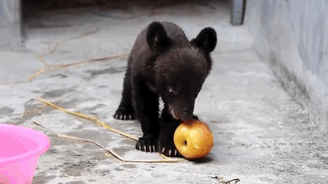 熊 苹果 第一 幼兽