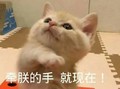 就现在 猫咪 伸爪子  可爱