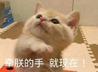 就现在 猫咪 伸爪子 可爱